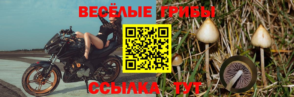 Галлюциногенные грибы Cubensis Сорочинск