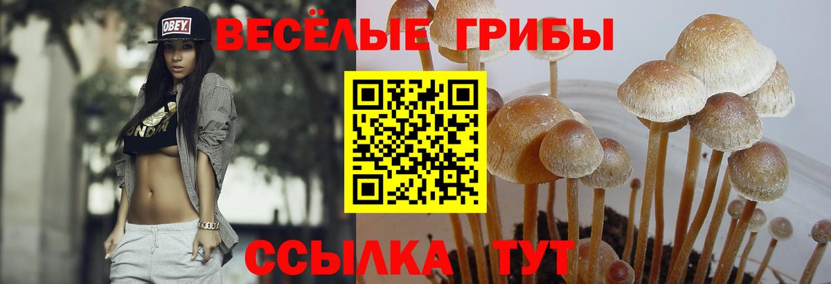 Галлюциногенные грибы Magic Shrooms  Вход с VPN  продажа наркотиков  Сорочинск 